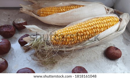 Autumn decoration with corn on the cob and chestnuts