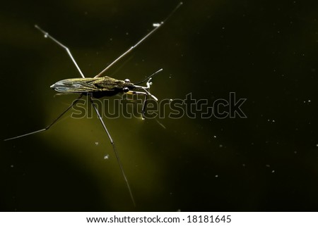 Insect on water