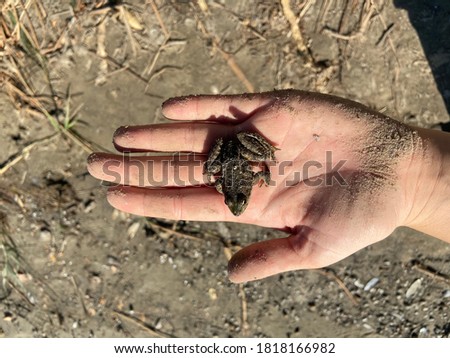 
little frog in female hands