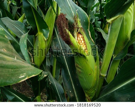 A selective picture of corn cob in organic a fertile corn field