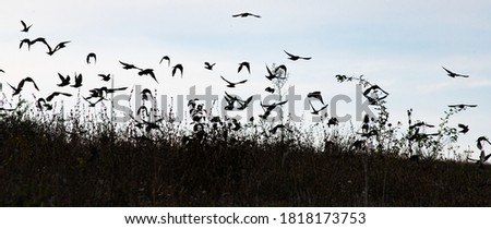 bird silhouettes flying away banner