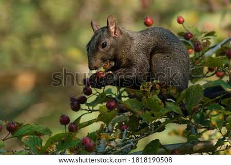 A Black Squirrel, a melanistic variety of Eastern Grey Squirrel, is sitting on a thin branch eating a red berry. Ashbridges Bay Park, Toronto, Ontario, Canada.