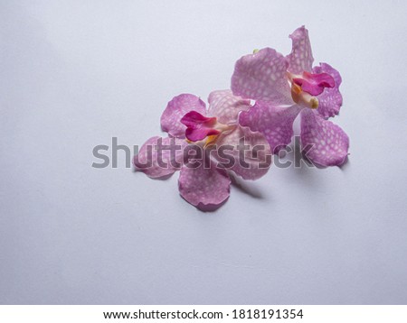 pink orchid flower on isolated white