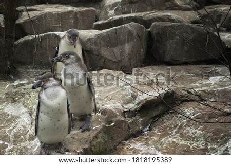 Three penguins walking towards the water pond