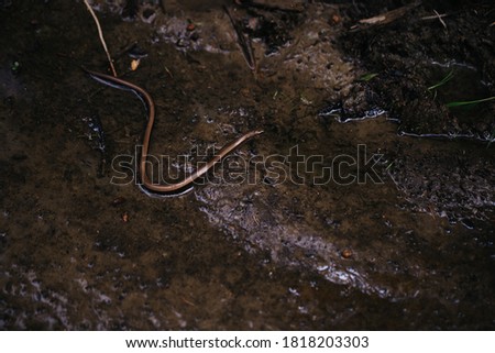 Small little brown snake in the muds on a rainy day moody picture