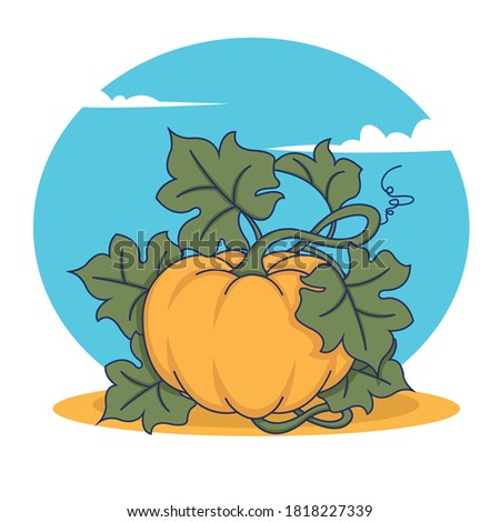 vector pumpkin vegetable fruit isolated on white background