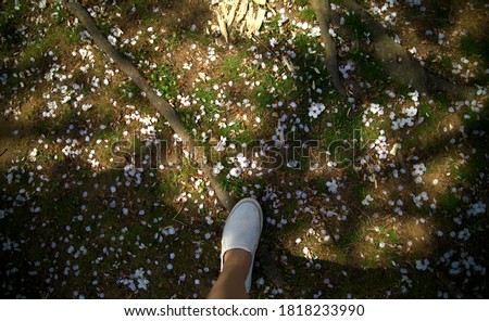 
A picture of cherry blossom leaves that fell on the ground. The shadow of the sun.