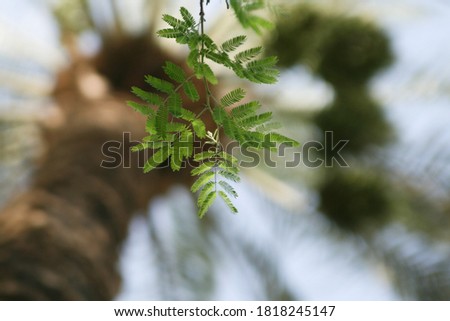 Photo of Carob plant leaves ￼