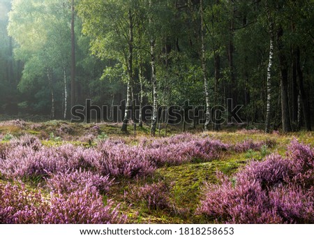 Intimate image of beautiful sunlight shining on flowering heather at the edge of a birch wood after the rain, Hulshorsterheide, Nuspeet, Veluwe Royalty-Free Stock Photo #1818258653