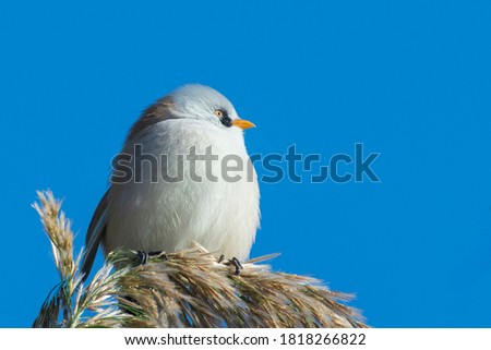 Bearded tit, panurus biarmicus. A female bird sits on a reed in the light of the morning sun. Copy space.