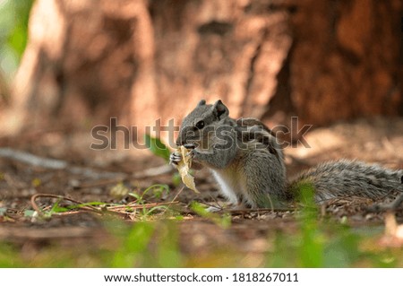 A squirrel eating near brown tree stem 