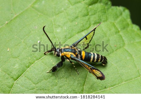 wasp moth standing on green leaf