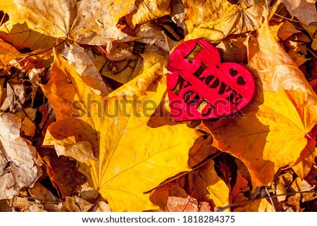 Red wooden heart on the maple tree leafes background