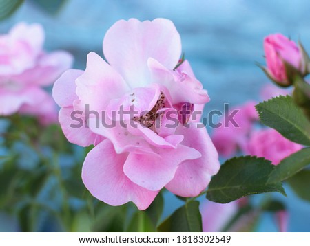 popular and favorite rose flowers