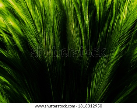 Beautiful abstract pastel green feathers on dark background, lemon yellow feather frame texture on green background, dark feather, black banners