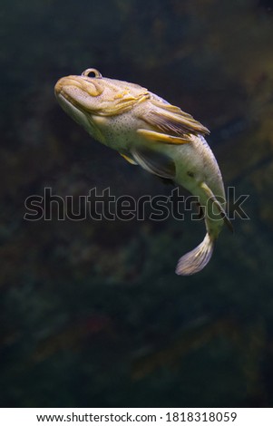 Swimming Black rockfish Sebastes schlegeli.  Fish in the aquarium. Fish under water.