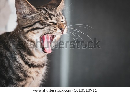 a European shorthair cat yawns with its mouth open for wine