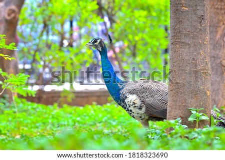 The Indian peafowl, also known as the common peafowl, and blue peafowl, is a peafowl species native to the Indian subcontinent. It has been introduced to many other countries.