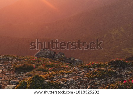 Amazing sunset summer fairy landscape with rhododendron flowers, rocks and copy space