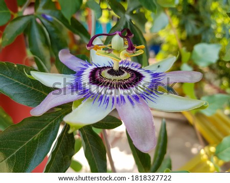 Passion flower (also called passiflora) close-up, which has just blossomed. This is showed by the color of the flower which alternate in green and purple. Early monring photo.