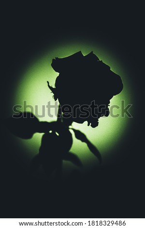 Art photo of a plant. Dark silhouette of a rose on the wall. The green haze. Beautiful non-trivial photo of a blooming flower in a photo Studio.The concept of Valentine's Day. 