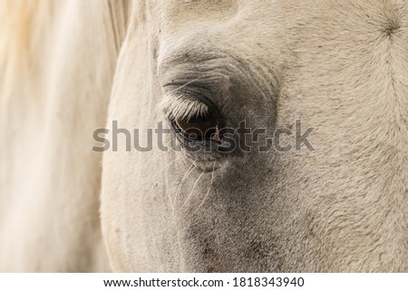 Close up view of a white horse's eye.