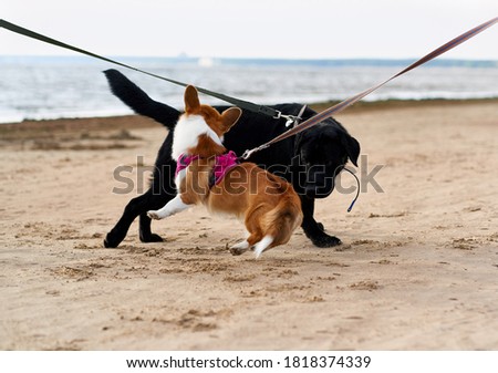 Two dogs on leash met on sandy beach and play with each other. Pets on walk. Summer day on coastline