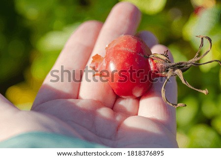 Ripe rose hips in hand, sunny day, close-up