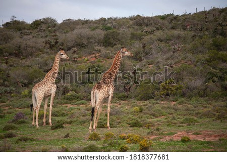 Wildlife in South African Game reserve