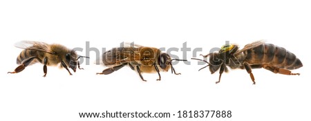 bee queen mother and drone and bee worker - three types of bee (apis mellifera) Royalty-Free Stock Photo #1818377888