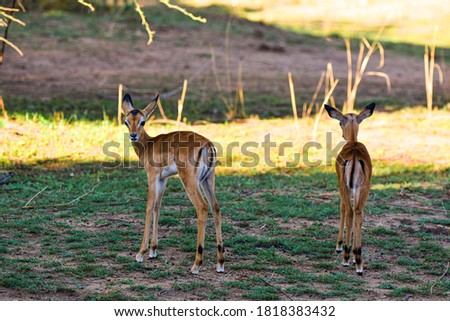 Impala lambs, South Luangwa NP, Zambia