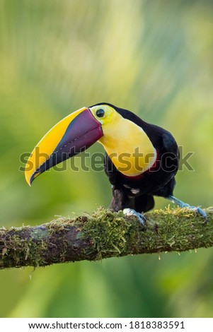 Yellow-breasted toucan in the wild,  in the tropical rainforests.