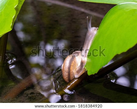 snail on lotus leaf. close up picture of snail on green leaf.