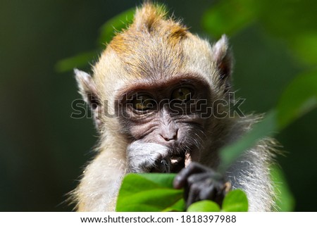 a long tailed macaque with a natural green background