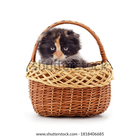Little gray kitten in the basket isolated on a white background.