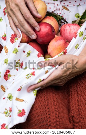 Hands of woman keeps gathered in the farmer’s garden apples, apples  in the apron on the person knees, lifestyle and agriculture concept 
