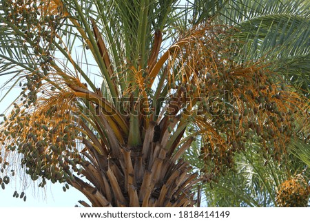 dates ripen on a palm tree in northern Israel