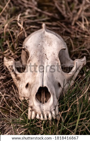 View on a fox skull on a field on a sunny day.
