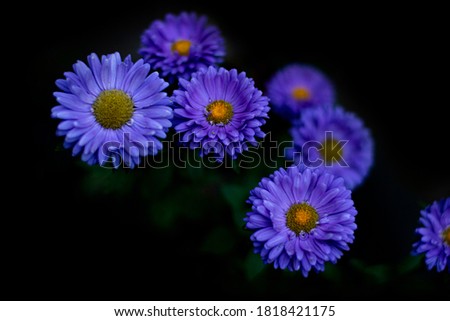 European michaelmas daisy Aster amellus . Aster is a genus of flowering plants in the family Asteraceae. Royalty-Free Stock Photo #1818421175