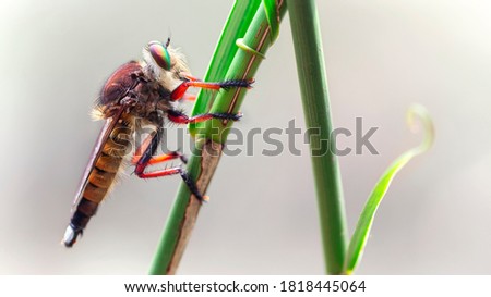 Asilidae macro photography, this giant diptera is named a robber fly, terrible predator with long body and big faceted eyes, nature scene in the tropical island of Koh Lanta, Thailand.