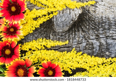 Background image of red and yellow flowers. Flowers on a background of old wood