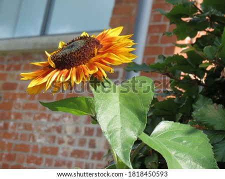 Sunflower with brick wall background