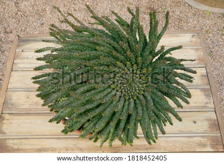 Natural texture and pattern. Exotic succulent plants. Closeup view of an Euphorbia caput-medusae, also known as Medusa's Head, beautiful green leaves foliage, growing in a pot.  Royalty-Free Stock Photo #1818452405