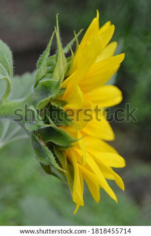 Textured profile of a sunflower