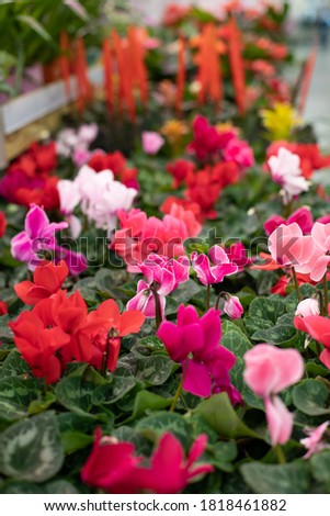 Cyclamen with red flowers. Vertical photo flower shop. A bright perennial houseplant in a flower pot for sale.