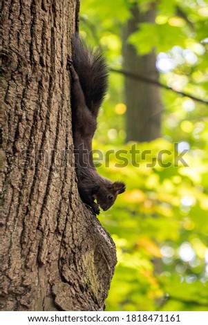 Squirrel in the forest. Close up photo with nice blurred background. 