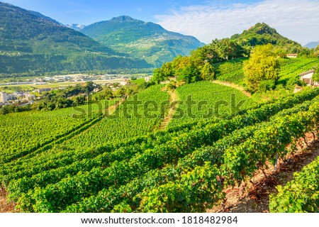 Aerial landscape of terraced vineyards in Sion, capital of canton of Valais, Switzerland. Spectacular scenery of rows of vines growing during the summer. Wine region with popular wine tasting tours. Royalty-Free Stock Photo #1818482984