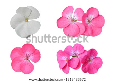 Collection of Geranium flower, (Pelargonium) Isolated on white background. Object with clipping path Royalty-Free Stock Photo #1818483572