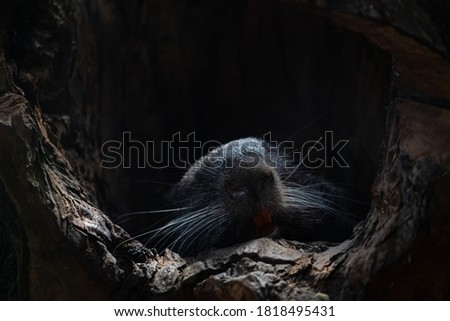 Black Sloth Bear Sleeping on Log