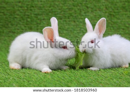 A healthy baby white bunny easter fluffy rabbit eating green vegetable on green grass background. Good health, good food concept.